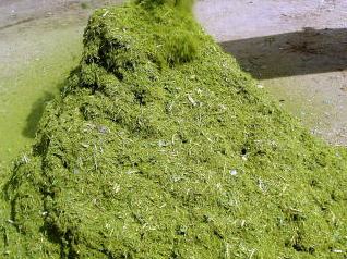 ���Ӄ`�b�v