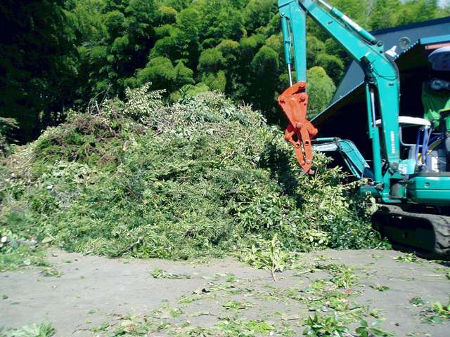 �����̎}�t