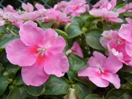 �C���p�`�F���X