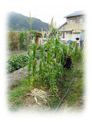 畑の様子