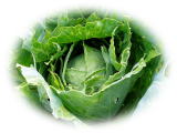 キャベツ