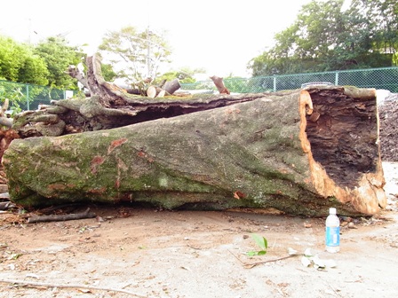 アラカシ・カシ・樫・かし