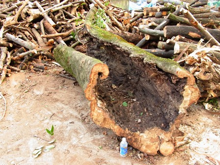 アラカシ・カシ・樫・かし