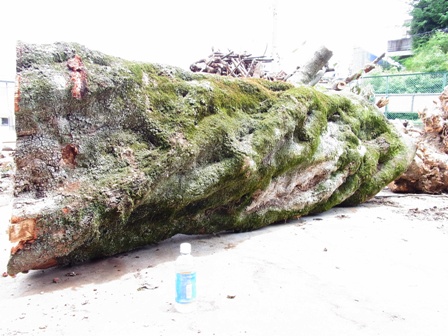 アラカシ・カシ・樫・かし